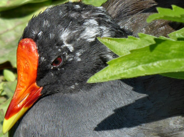 Moorhen, Saltram, Devon