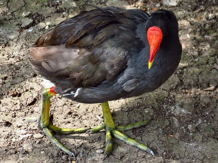 Moorhen, Saltram, Devon