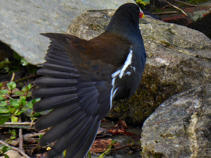 Moorhen, Saltram, Devon