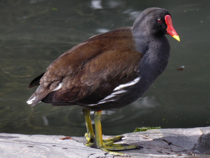 Moorhen, Saltram, Devon