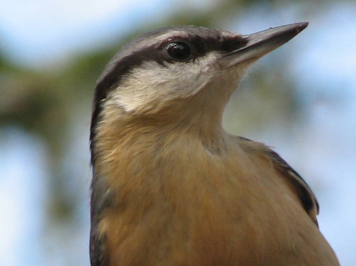 Nuthatch, Burrator, Dartmoor