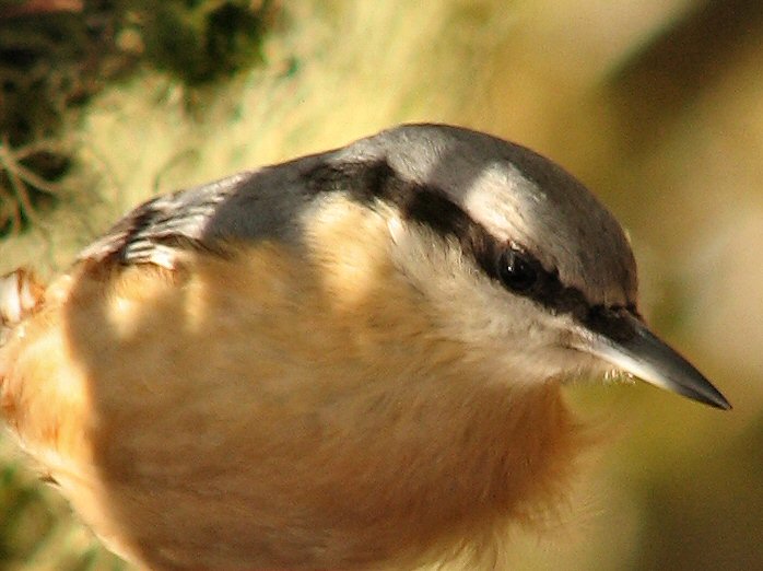 Nuthatch, Burrator, Dartmoor