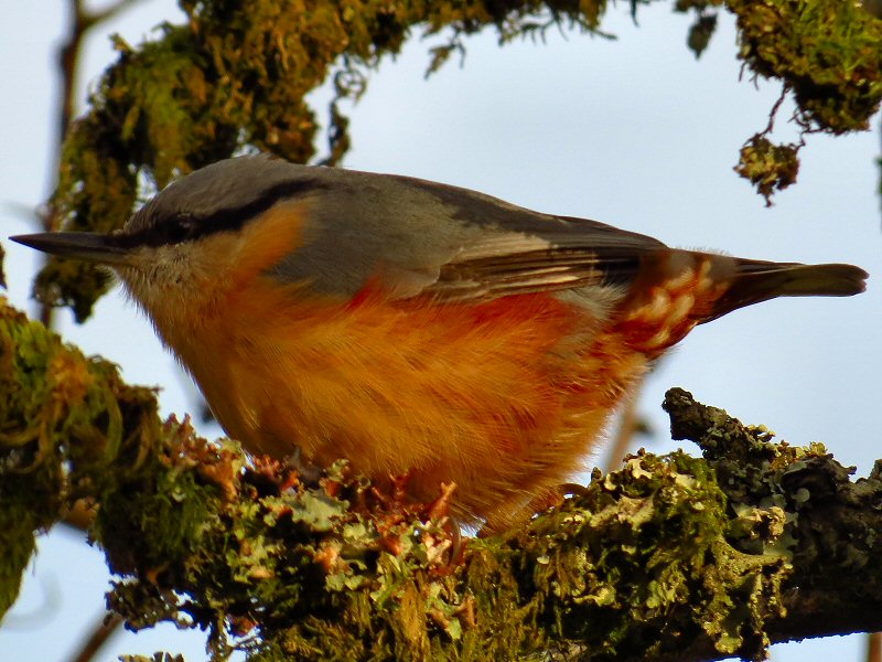 Nuthatch, Burrator, Dartmoor