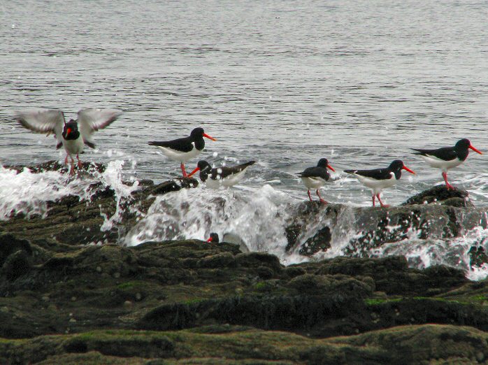 Oyster Catcher - Hannafore