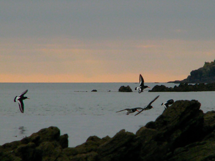 Oyster Catcher - Hannafore