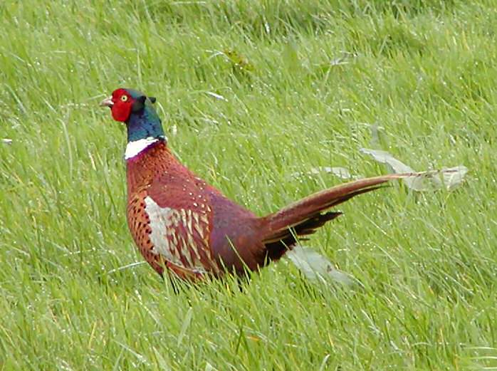 Common Pheasant