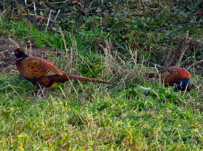 Common Pheasant