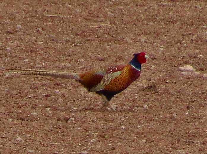 Common Pheasant