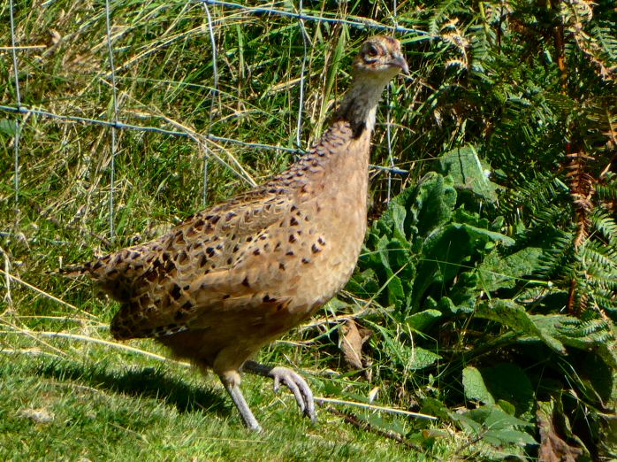 Common Pheasant