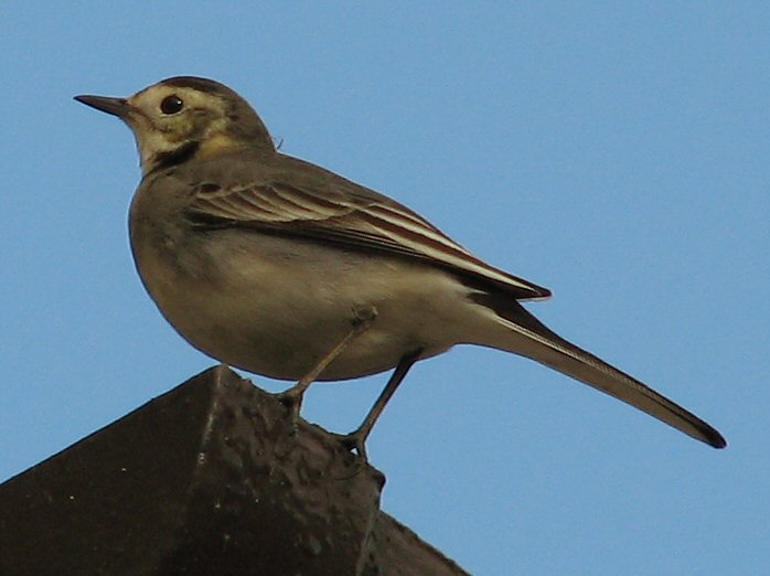 Pied Wagtail, Cotehele