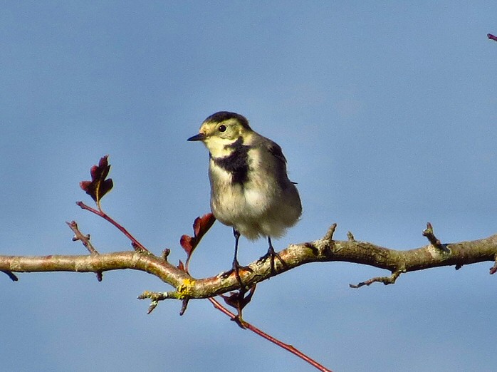 Pied Wagtail, Dartmoor