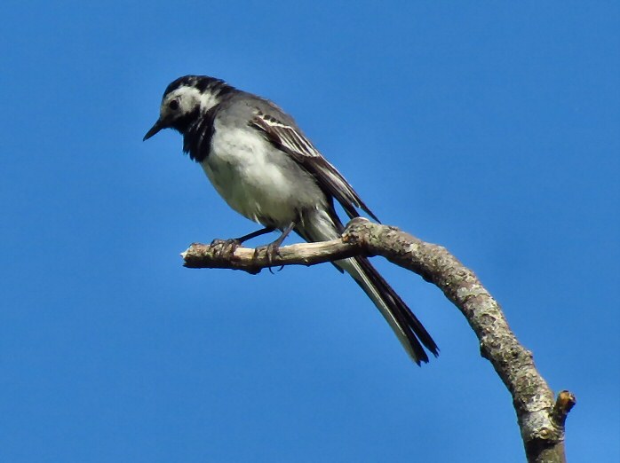 Pied Wagtail, Dartmoor