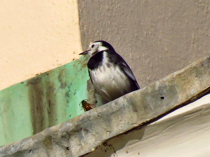 Pied Wagtail, Saltram