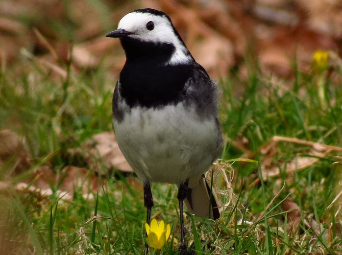 Pied Wagtail, Dartmoor