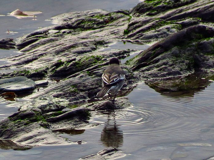 Pied Wagtail, Hannafore