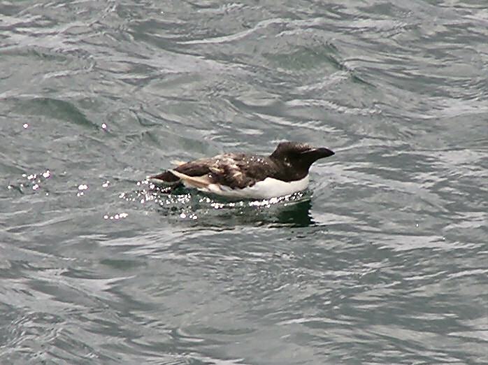 Razorbill, Plymouth Sound