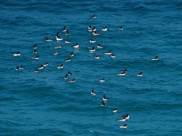 Razorbills - off Porthmissen Bridge, near Trevone, North Cornwall