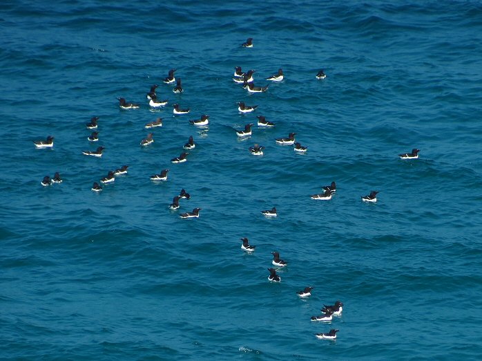 Razorbills - off Porthmissen Bridge, near Trevone, North Cornwall