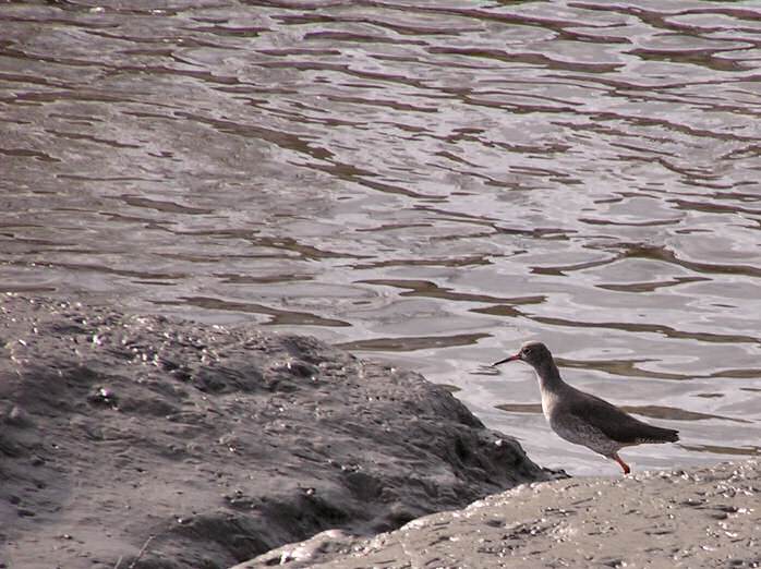 Redshank, Kingsbridge