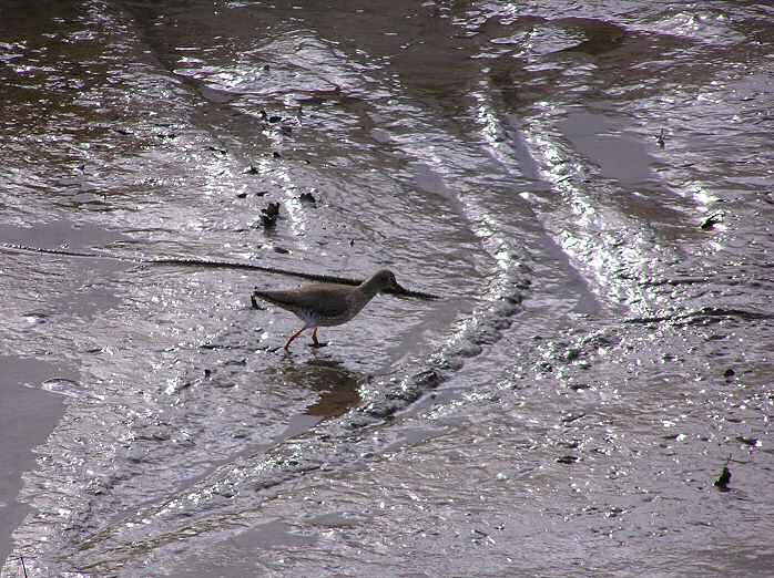 Redshank, Kingsbridge