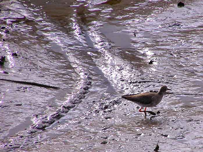 Redshank, Kingsbridge