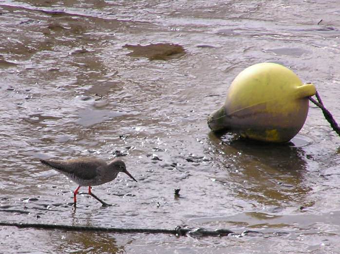 Redshank, Kingsbridge