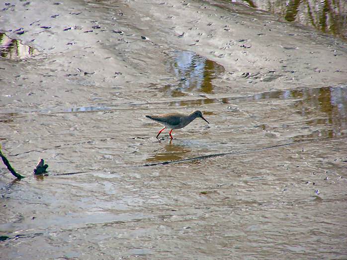 Redshank, Kingsbridge