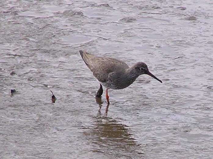 Redshank, Kingsbridge