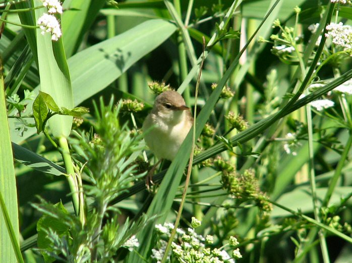 Reed Warbler - Slapton Ley