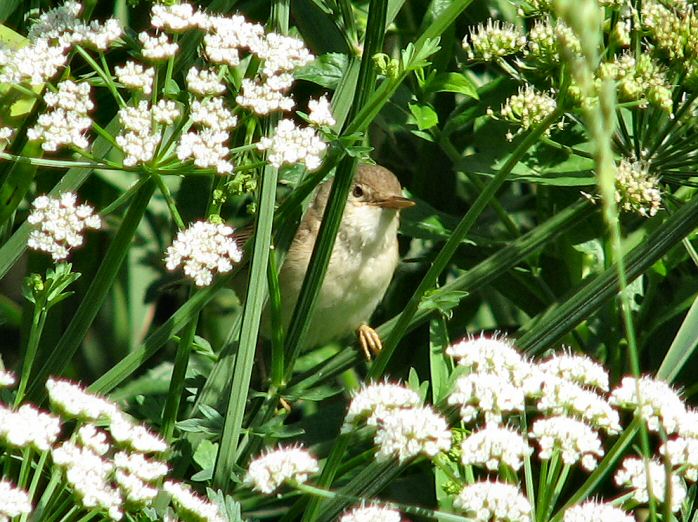 Reed Warbler - Slapton Ley