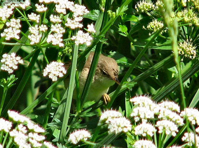 Reed Warbler - Slapton Ley