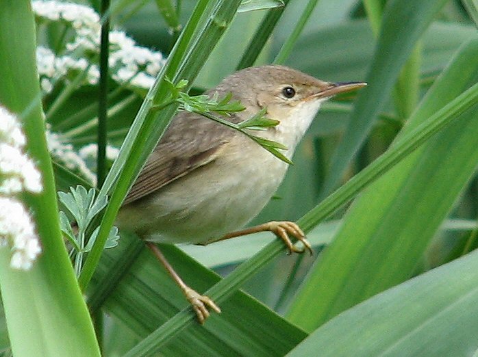 Reed Warbler - Slapton Ley