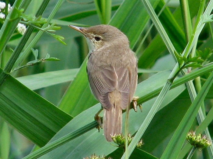 Reed Warbler - Slapton Ley