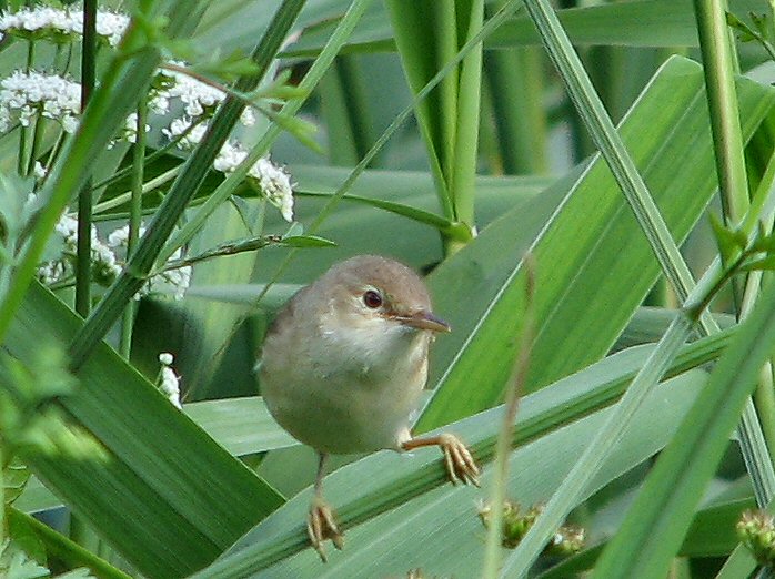 Reed Warbler - Slapton Ley