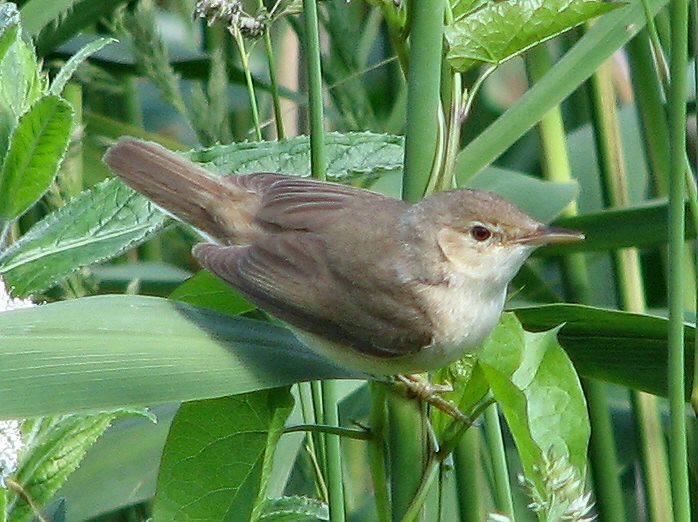 Reed Warbler - Slapton Ley