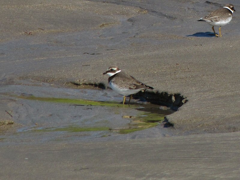 Ringed Plover