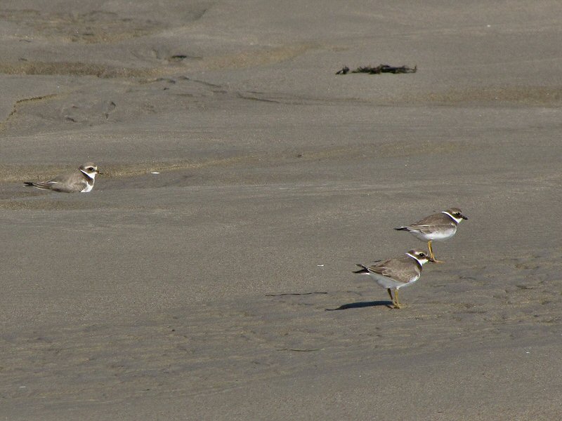 Ringed Plover