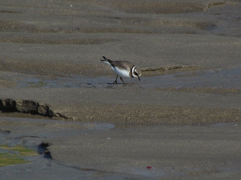 Ringed Plover