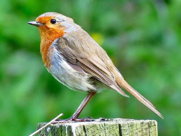 Robin, Saltram, Dartmoor