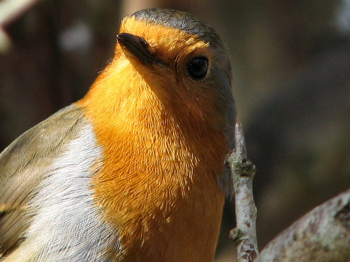 Robin - Burrator, Dartmoor