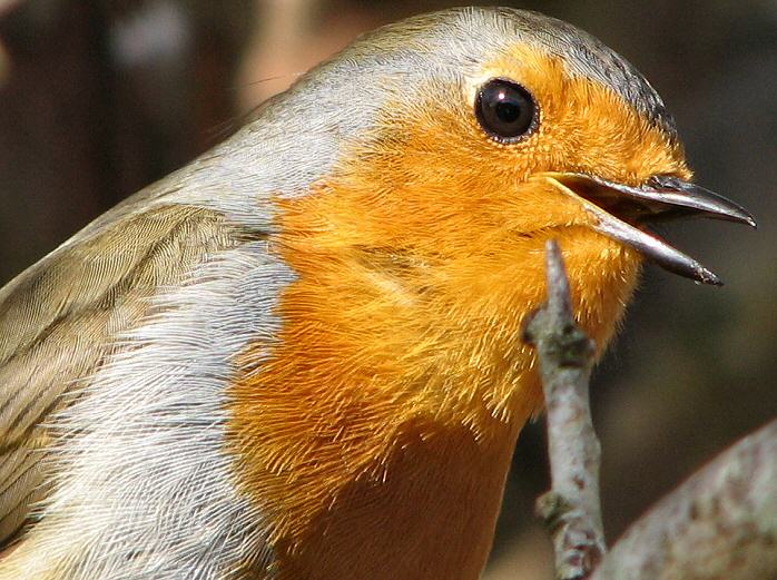 Robin - Burrator, Dartmoor