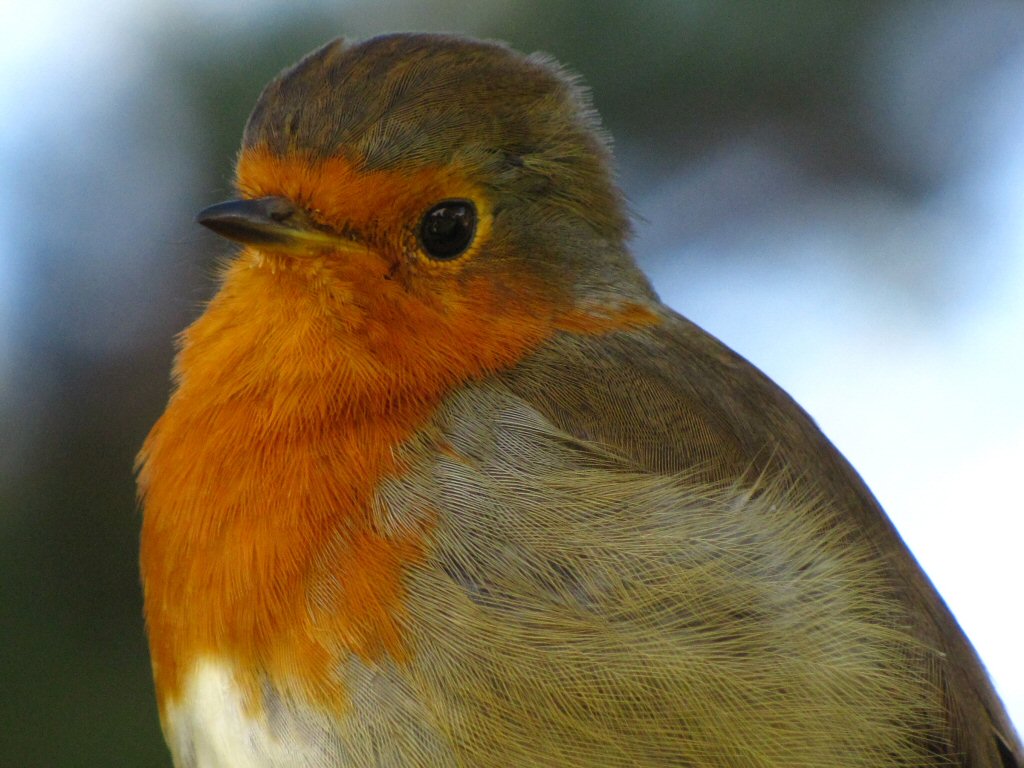 Robin - Cotehele, Cornwall