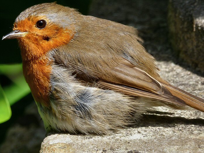 Robin, Saltram, Dartmoor