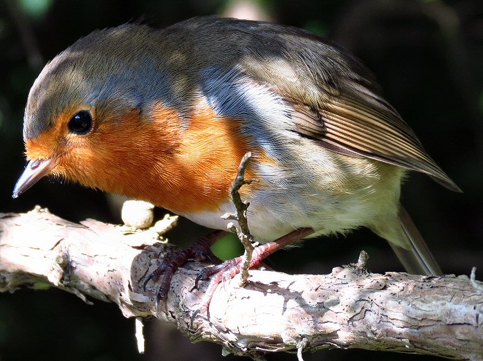 Robin, Saltram, Dartmoor