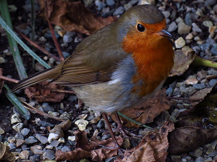 Robin, Saltram, Dartmoor