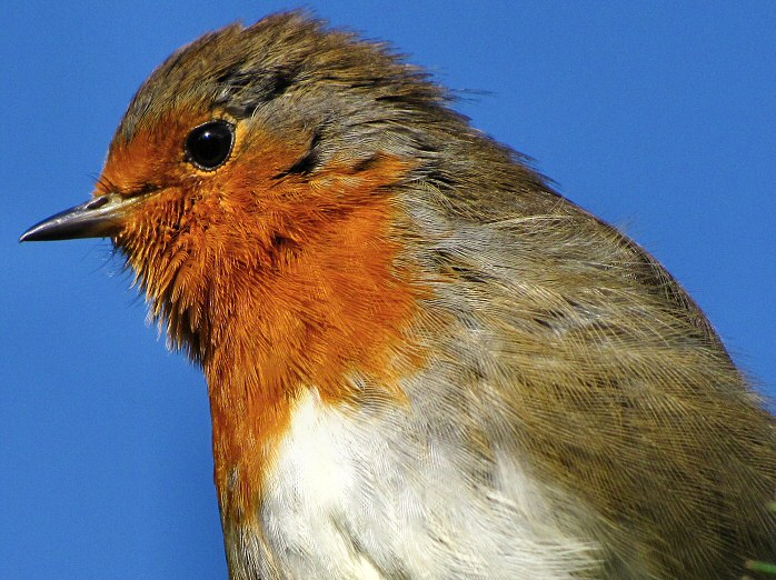 Robin - Burrator, Dartmoor