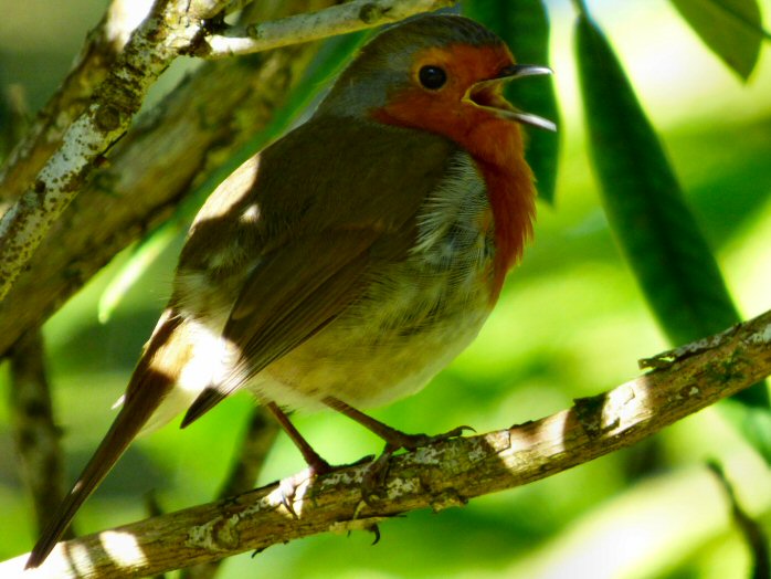 Robin, Saltram, Dartmoor