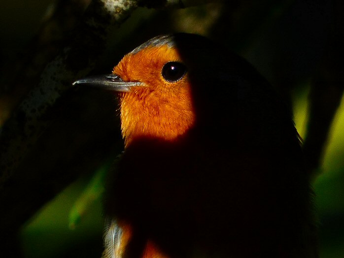 Robin, Saltram,