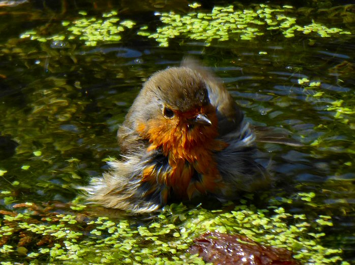 Robin, Saltram