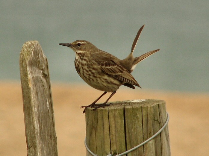 Rock Pipit - Slapton Sands